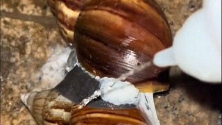 蜗牛居然会叫？