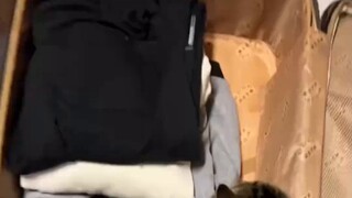 Pemilik kucing harus mengambil beberapa langkah lagi untuk mengemas barang bawaannya dibandingkan ya