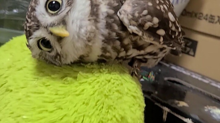 Owl Kimura blatantly staring at something