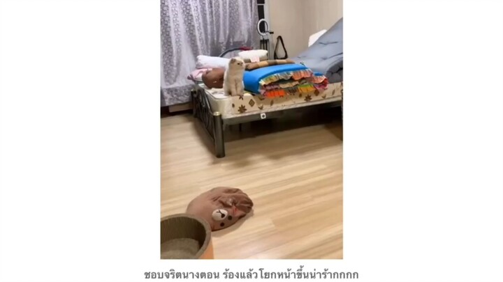 ทาสแก่กับแมวเอาแต่ใจ...
