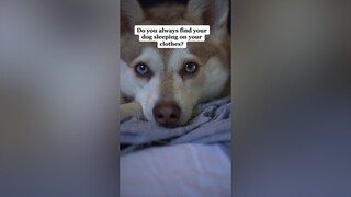 Does your dog sleep on your clothes? LearnOnTikTok springcleaning kleekai