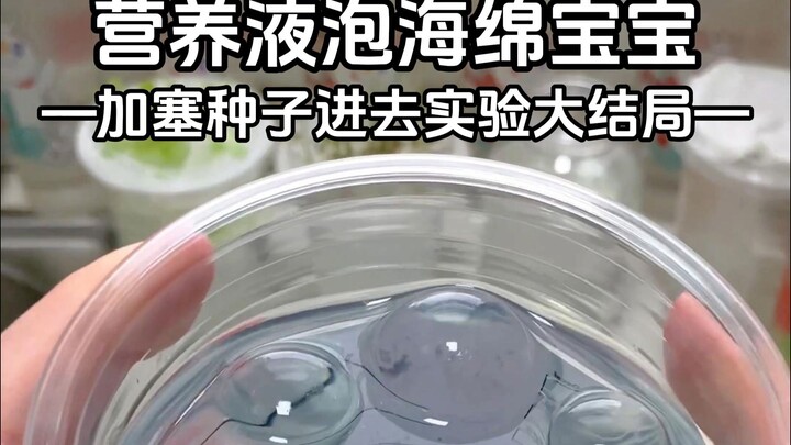 海绵宝宝塞植物种子实验大结局（若还能活则有彩蛋）