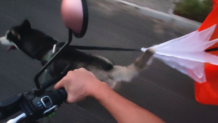 Chú chó ngáo: Đeo cái dù hãm tốc này vào, chủ nhân khỏi lo mình thừa năng lượng nữa!