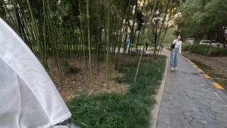 Cứu trợ động vật hoang dã: Cô gái fan cứng vì trong khu dân cư có quá nhiều mèo, hiện tại dự đoán là