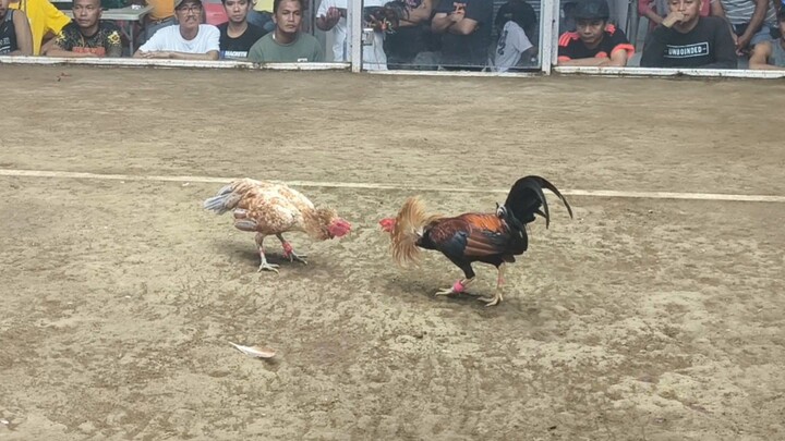 4th fight Super Hennie back in action (yatap din kinabukasan)