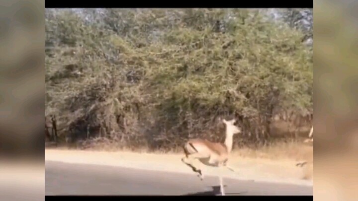 “Moment of the Hunt”