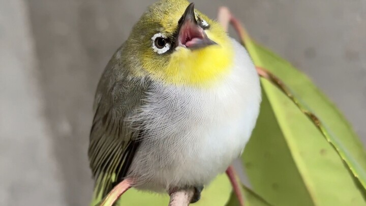 There really are birds that are more caring than dogs!!!