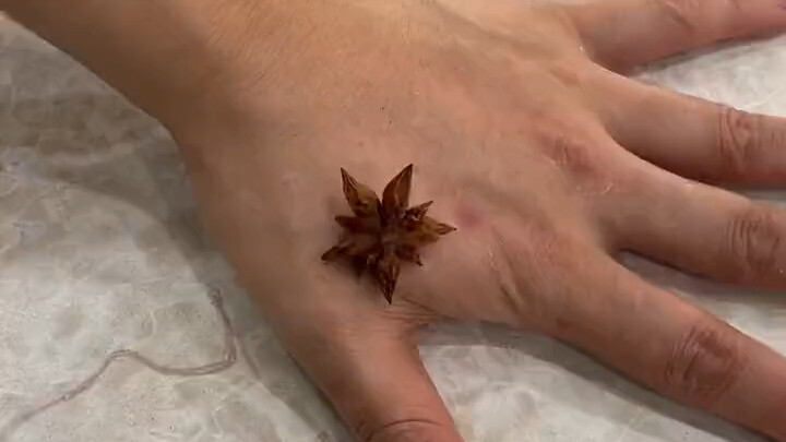 Touched—on the vast lands of Northwest China, roses simply cannot bloom; the deeply marinated star a