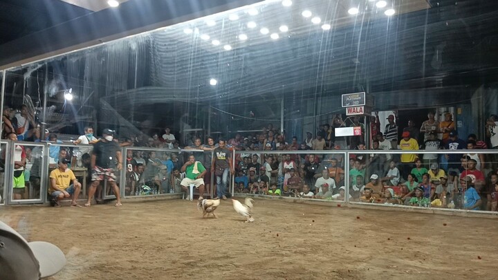 2 cock derby 2nd fight win