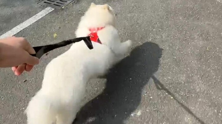 Raising a dog for a thousand days, using it for just one moment 😎
