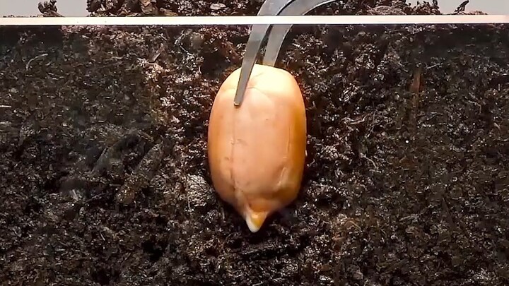 Incredible seed growth process!!