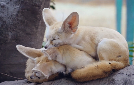 Little Fox Jenga [Fennec Fox] [Big-eared Fox]