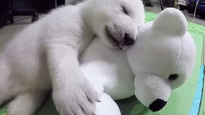 A complete record of polar bears from birth to 2 years old, so cute that it makes me cry, and their 
