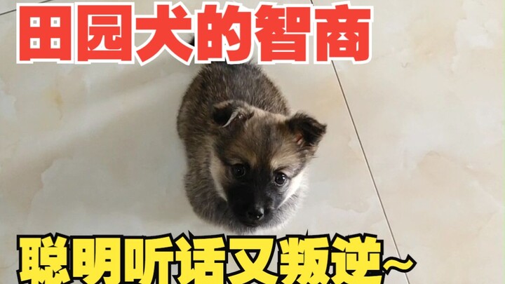 Anjing ini cerdas banget—bagaimana caranya dia bisa sekaligus patuh dan rebel?