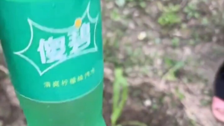 Cuối cùng tôi cũng mua được Leibi và Sabi thật rồi