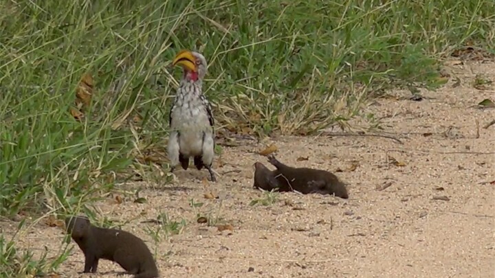 Phiên bản gốc về cầy mangut giả chết đây rồi: vừa định tấn công chim hồng hoàng, lại vừa sợ cái mỏ k