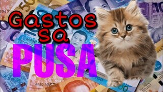 GASTOS SA PUSA l PERSIAN CAT BASIC NEEDS AND BUDGET