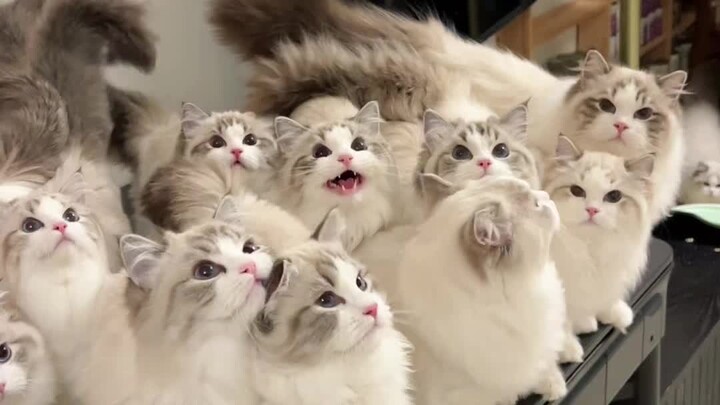 With so many cat bosses, who do you really stan?!