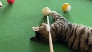 تربي القطّة ألف يوم، وتستفيد منها ساعة واحدة.