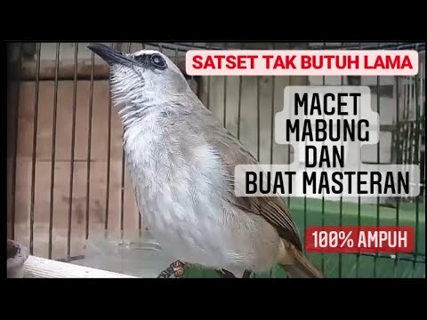 LANGSUNG MANTUL.. Suara trucukan gacor Buat pancingan dan masteran