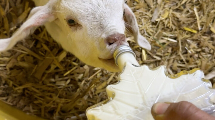 This time I can eat my fill.