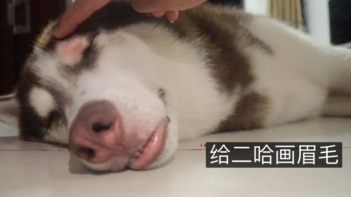 While the husky is asleep, I secretly drew eyebrows on it—will it notice?
