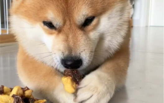 Snack Time