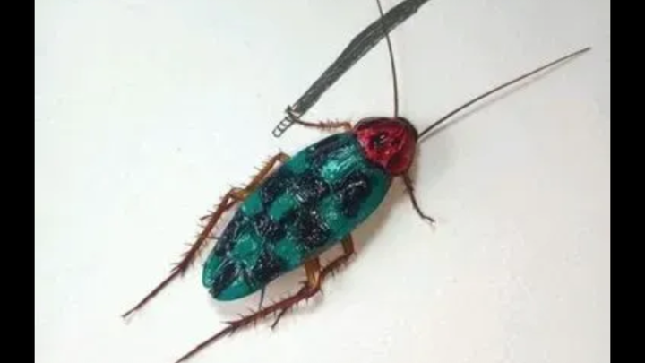 Charcoal cockroach control