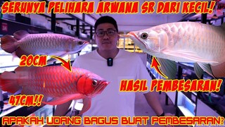 MERAWAT ARWANA SUPER RED DARI KECIL LEBIH SERU?! MASA SIH! + HASIL PEMBESARAN ARWANA 20CM - 47CM!