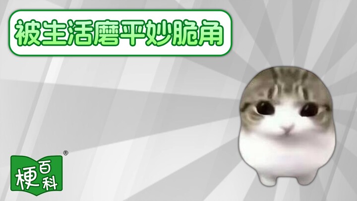 [Internet Slang Encyclopedia] What’s the “Life-Worn Pringles” meme?