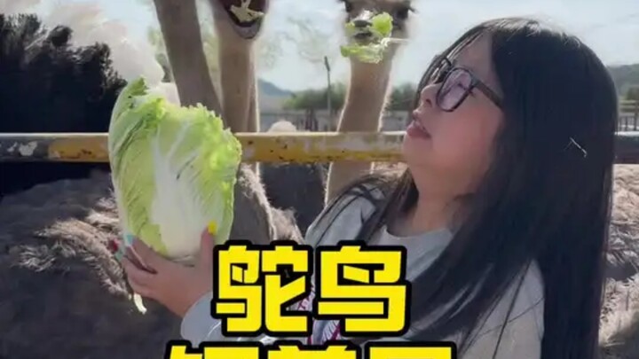 เป็นคนเลี้ยงนกกระจอกเทศหนึ่งวันจะเป็นยังไงนะ! #โก๊ะๆ เสี่ยวฉี