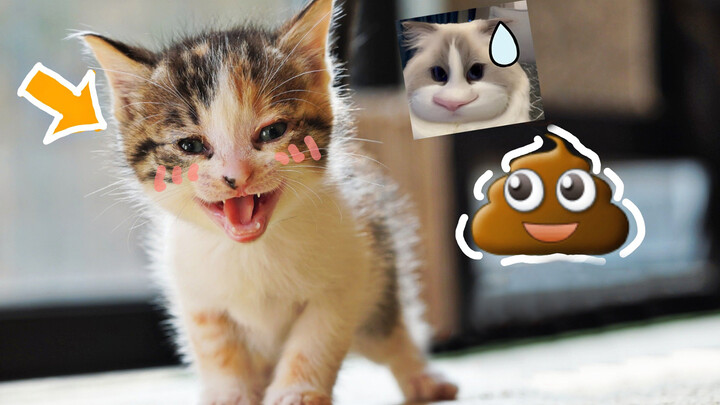 Animal|How Heavy is the Shit of 33 Cats?