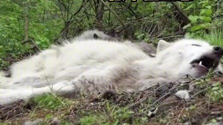 I’m dead tired, but I just can’t help letting out a howl—might as well yell a couple of times. Then,