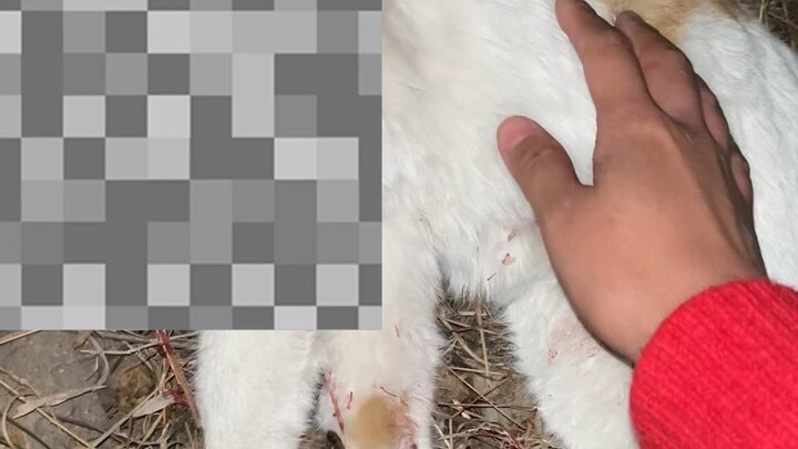 Baru saja, Gigi meninggalkan saya untuk selamanya menuju planet kucing. Bukan karena orang lain, mel