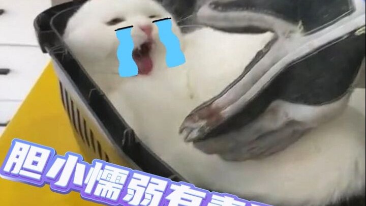 Bánh bao trắng và bánh mì nguyên cám phát ra tiếng nổ chói tai!