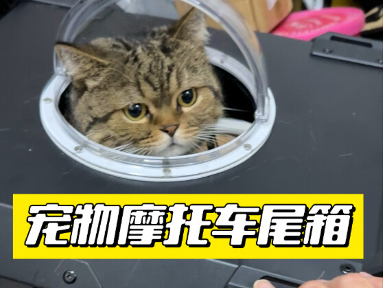 Supaya lebih mudah bepergian dengan kucing, aku pesanin custom tail box motor untuk kucingku—bagaima