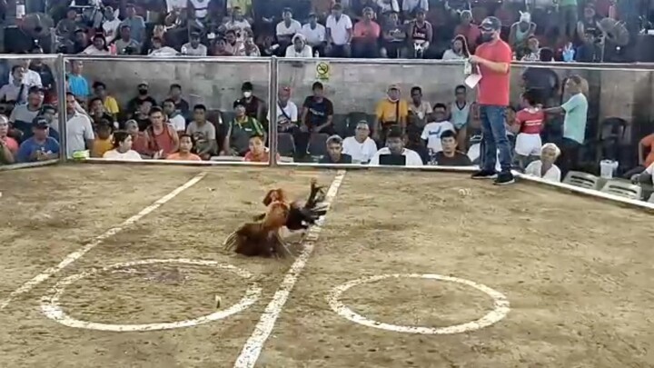 Golden (Champion) #new caloocan cockpit arena