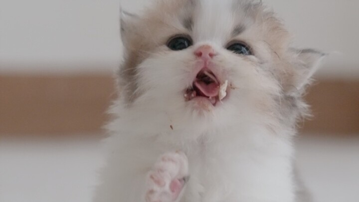 Immersive tutorial: teaching a little kitten to eat meat—so delicious it's shaking with delight!