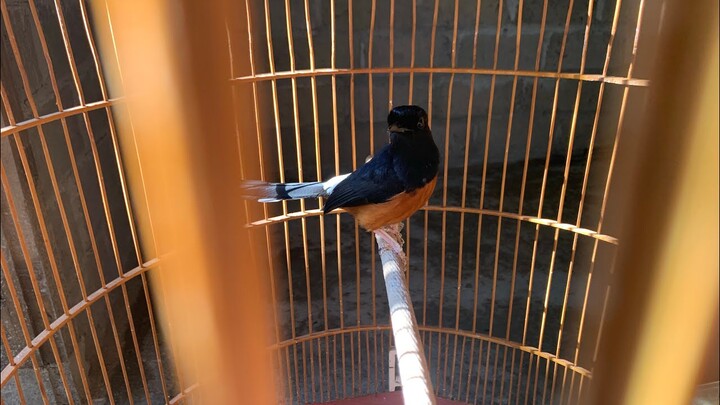 Awalnya tidak diurus ! Perawatan burung tua setelah mabung