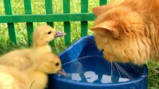ลูกเป็ดตลกๆ ดื่มคู่กับแม่แมวและลูกแมวเหมียวดัง