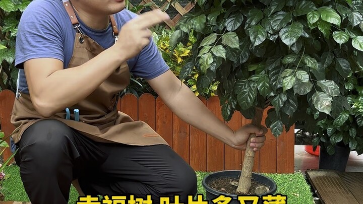Plant watering
