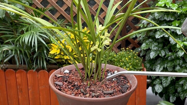 Nhớ kỹ ba thông, ba thấu này, chăm lan cũng đơn giản thôi!