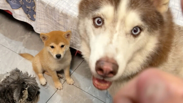 The Shiba Inu puppy doesn't know how to shake hands—let's ask the Siberian Husky to teach it and see