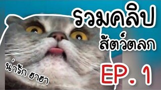 รวมคลิปสัตว์ตลก ฮาฮา น่ารัก ดูเพลินๆ EP 1