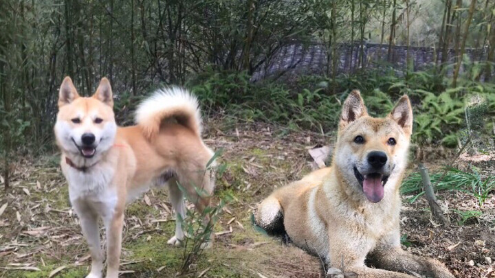 [Country Dog] When Handsome Dog Meets Handsome Dog, It’s an Unprecedented Beauty Contest! Is Big Whi