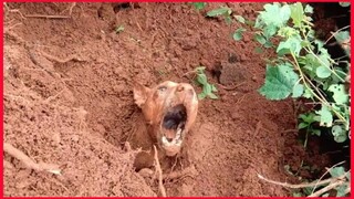 A Dog Was Almost Buried Alive, But She And Her Puppies Were Rescued.