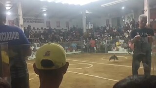 2nd fight Talisay 500k+ parada sta ana pampanga