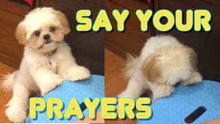 Teaching Cute Puppy To Say A Prayer