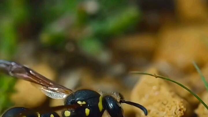 Animals #highlights #followers #animals #wildfacts #wildanimals