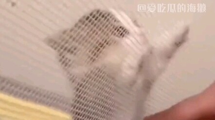 Do bán con mà Ếch Ếch bị trói lên cột điện để làm gương; nói thật là chỉ cần thêm chút củi nữa là y 